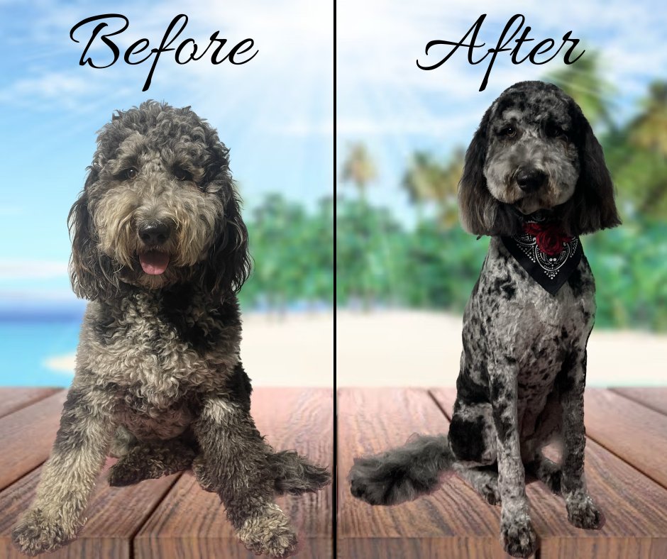 CASEY THORNBURG DOG GROOMING Updated October 2024 Request an Appointment 15 Photos