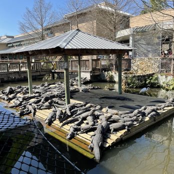 Gatorland - Alligators - Zoos Near Me - Orlando, Florida Gatorland - Alligators - Zoos Near Me - Orlando, Florida