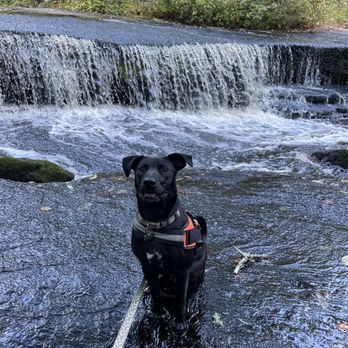 Stepingstone Falls - Beautiful area to swim. - Hiking Near Me Stepingstone Falls - Beautiful area to swim. - Hiking Near Me