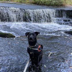 Stepingstone Falls - Beautiful area to swim.