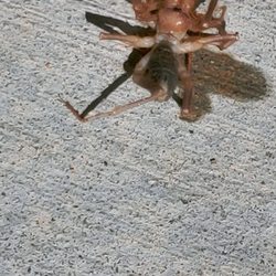 Capri Apartments - Found under bed of neighbor next door. BUT they say they spray. ?????