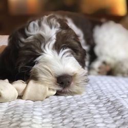 Kiki & Moo’s Pet Sitting - Tilly the silly puppy