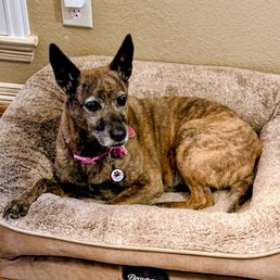 Gracie