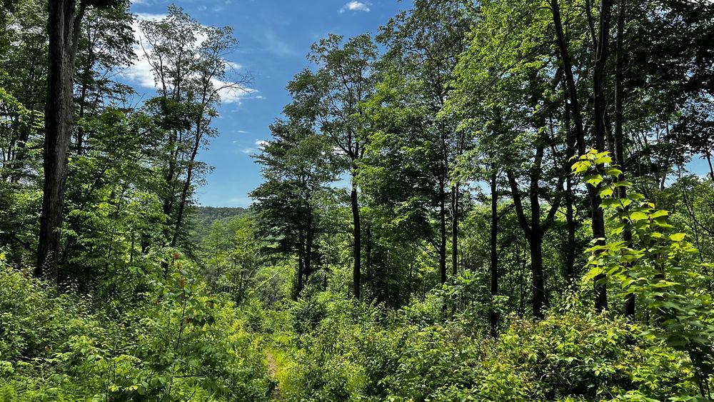 The Crosspatch - equestrian in Salamanca, NY