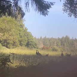 Wild turkeys