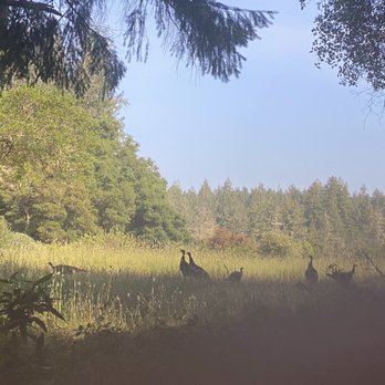 The Land - Wild turkeys - Venues & Event Spaces Near Me - Philo, California