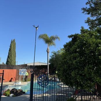 A J Tree Service - Queen palm after - Tree Services Near Me - Sacramento, California