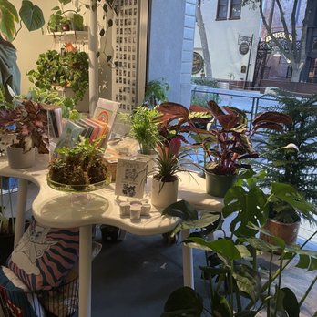 Plant Slut - Inside plants - Home Decor Near Me - San Jose, California