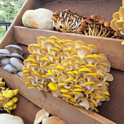 Topanga Farmers Market by null