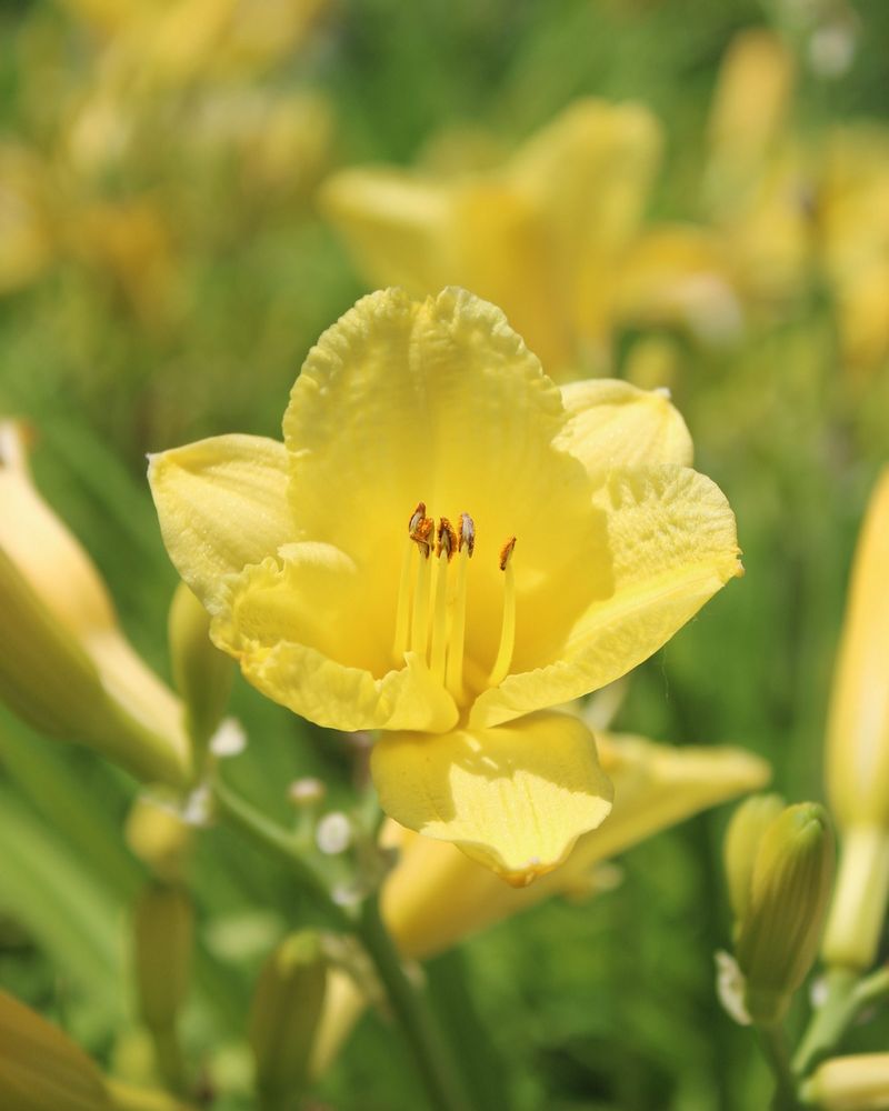 Iowa City Landscaping & Garden Center - tree service in Iowa City, IA