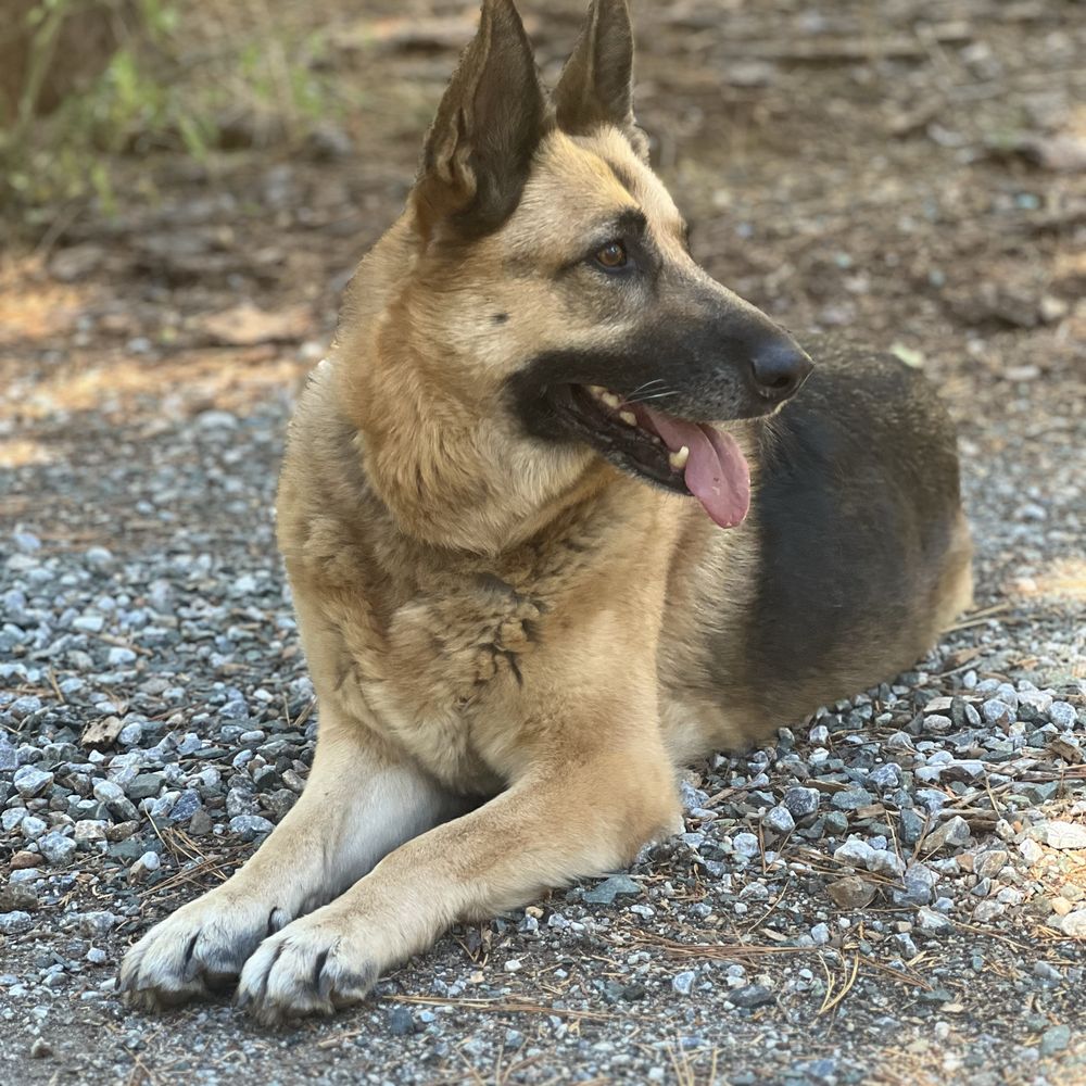 ZERO TOP 10 BEST Animal Shelters in Walnut Creek, CA - Updated Daily - Yelp