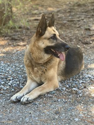 THE BEST 10 ANIMAL SHELTERS in ANTIOCH, CA - Updated 2025 - Hours