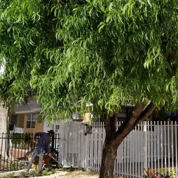 Rose Valley Landscaping - a large tree in a front yard - Landscaping Near Me Rose Valley Landscaping - a large tree in a front yard - Landscaping Near Me