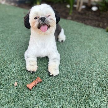 Doggi Dogi Spa - Pet Groomers Near Me - Fullerton, California