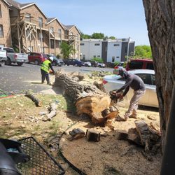 7 Tree Services - Tree Removal
