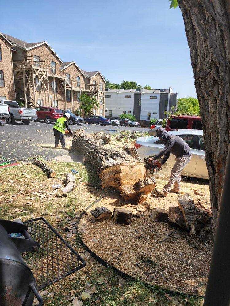 7 Tree Services - tree service in Austin, TX