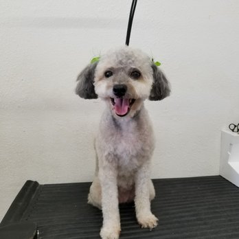 Happy Pet Grooming - Lilly's "teddy bear" haircut - Pet Groomers Near Me - Anaheim, California