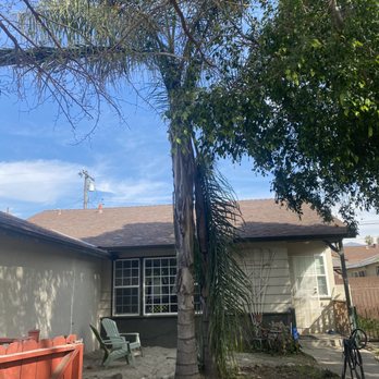 A & J Tree Service - Before - Tree Services Near Me - Pomona, California A & J Tree Service - Before - Tree Services Near Me - Pomona, California