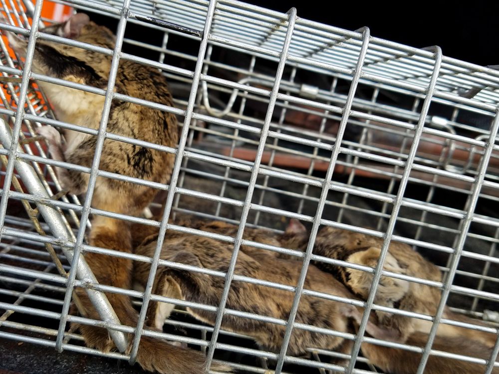 WILDLIFE REMOVAL KNOXVILLE Updated June 2024 Request a Quote 32