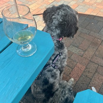 Frederick Social - Dog-friendly patio complete with water bowls and a doggie menu (she got the peanut butter cup)! - Breakfast & Brunch Near Me - Frederick, Maryland