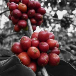 Feine Kaffeemanufaktur Rizza
