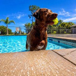 Bed and Biscuit Inn - Fun day in the sun!
Dog Boarding
