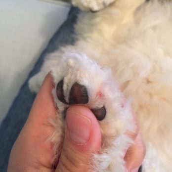 Royal City PAWS Pet Centre - Pet Groomers Near Me - New Westminster, British Columbia