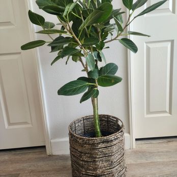 Curby's Nursery - Ficus audrey that I purchased from Curby's - Nurseries & Gardening Near Me - Temecula, California