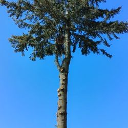 Mike's Tree Service