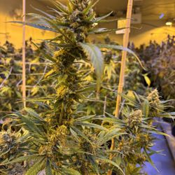 Lively Harvest - Locally grown premium indoor Catskills flower