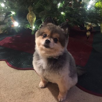 In My Paws - My man looking amazing for the holidays! - Pet Groomers Near Me - Watchung, New Jersey In My Paws - My man looking amazing for the holidays! - Pet Groomers Near Me - Watchung, New Jersey