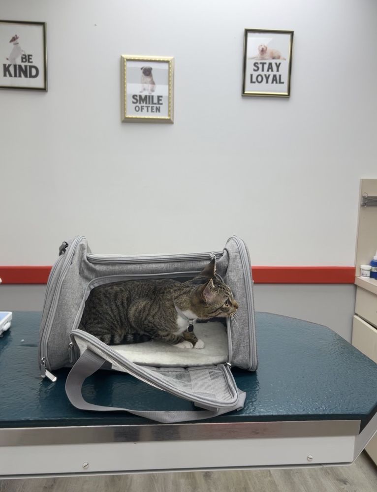 KINGS BAY VETERINARY GROUP 26 Photos & 33 Reviews 2560 Coney Island