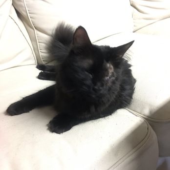 Animal Eye Vet - Bebe got surgery already and she is now - Veterinarians Near Me - Murrieta, California