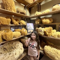 Sponge Factory - Sponges