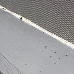 El Herradero - Dead fly on a window seal