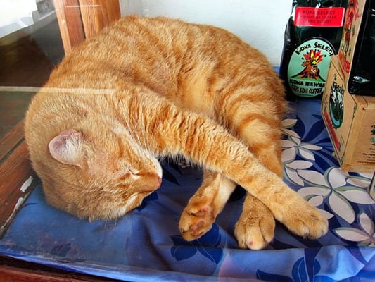 The Original Donkey Ball Store by null