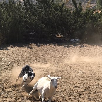 Drummond Ranch - Pet Training Near Me - Palmdale, California