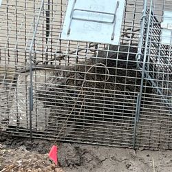 McGrath Pest Control - We catch and relocate Nutria.   There are so many in the Houston area