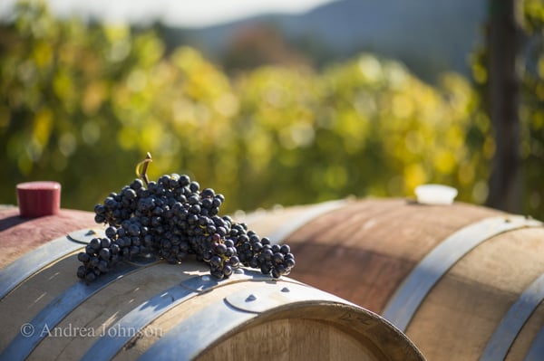 Kramer Vineyards by null