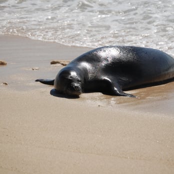 White Plains Beach - Visit by a monk seal! He napped the whole time we were at the beach. - Beaches Near Me - Ewa Beach, Hawaii White Plains Beach - Visit by a monk seal! He napped the whole time we were at the beach. - Beaches Near Me - Ewa Beach, Hawaii