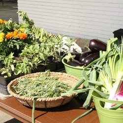 Palm Center Farmers Market - Deliciously fresh veggies!