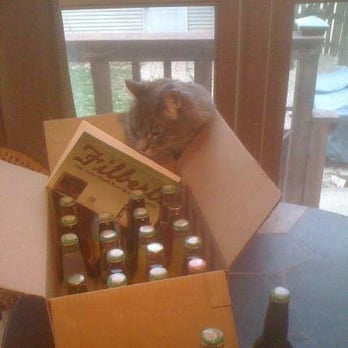Filbert's Old Time Root Beer - Our cat, Filbert, checking out his namesake soda! - Specialty Food Near Me - Chicago, Illinois