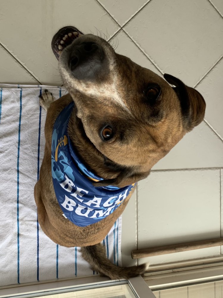 SEA PAWS DOG RESORT Updated May 2024 11 Photos 4193 Plash Rd