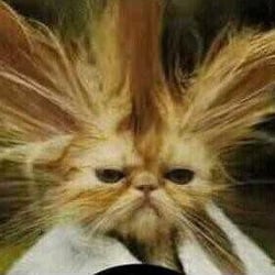 Dermatalogy Ltd - Stressed out trying to pay bill on line