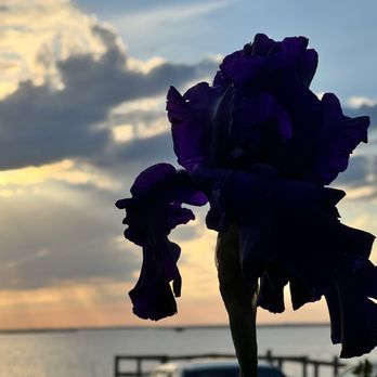 The Paper Canoe - View from the deck - Iris in bloom. - Seafood Near Me - Duck, North Carolina The Paper Canoe - View from the deck - Iris in bloom. - Seafood Near Me - Duck, North Carolina