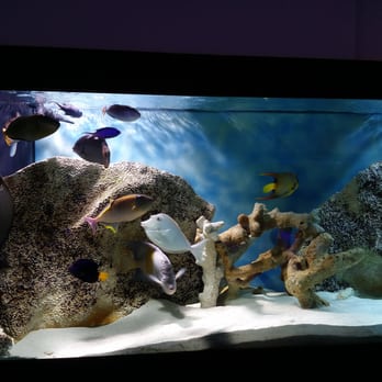 Nemo Aquarium - Aquarium Services Near Me - Lilburn, Georgia Nemo Aquarium - Aquarium Services Near Me - Lilburn, Georgia