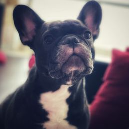 Isla