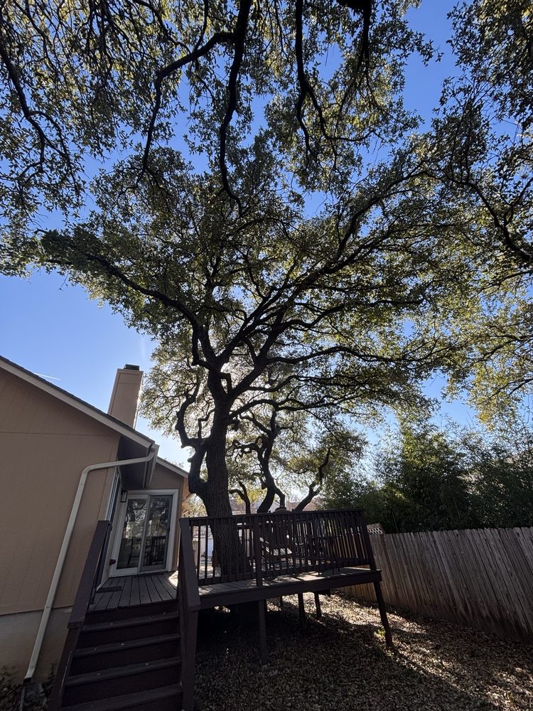 Aaron's Tree Service - tree service in Austin, TX