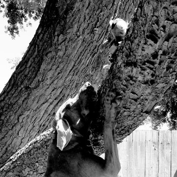 KYPSAH Pet Services - Stalking - Pet Boarding Near Me KYPSAH Pet Services - Stalking - Pet Boarding Near Me