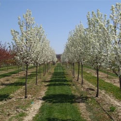 Baldwin Tree Farm - Ornamental Trees Available - "Cleveland Select" Pear